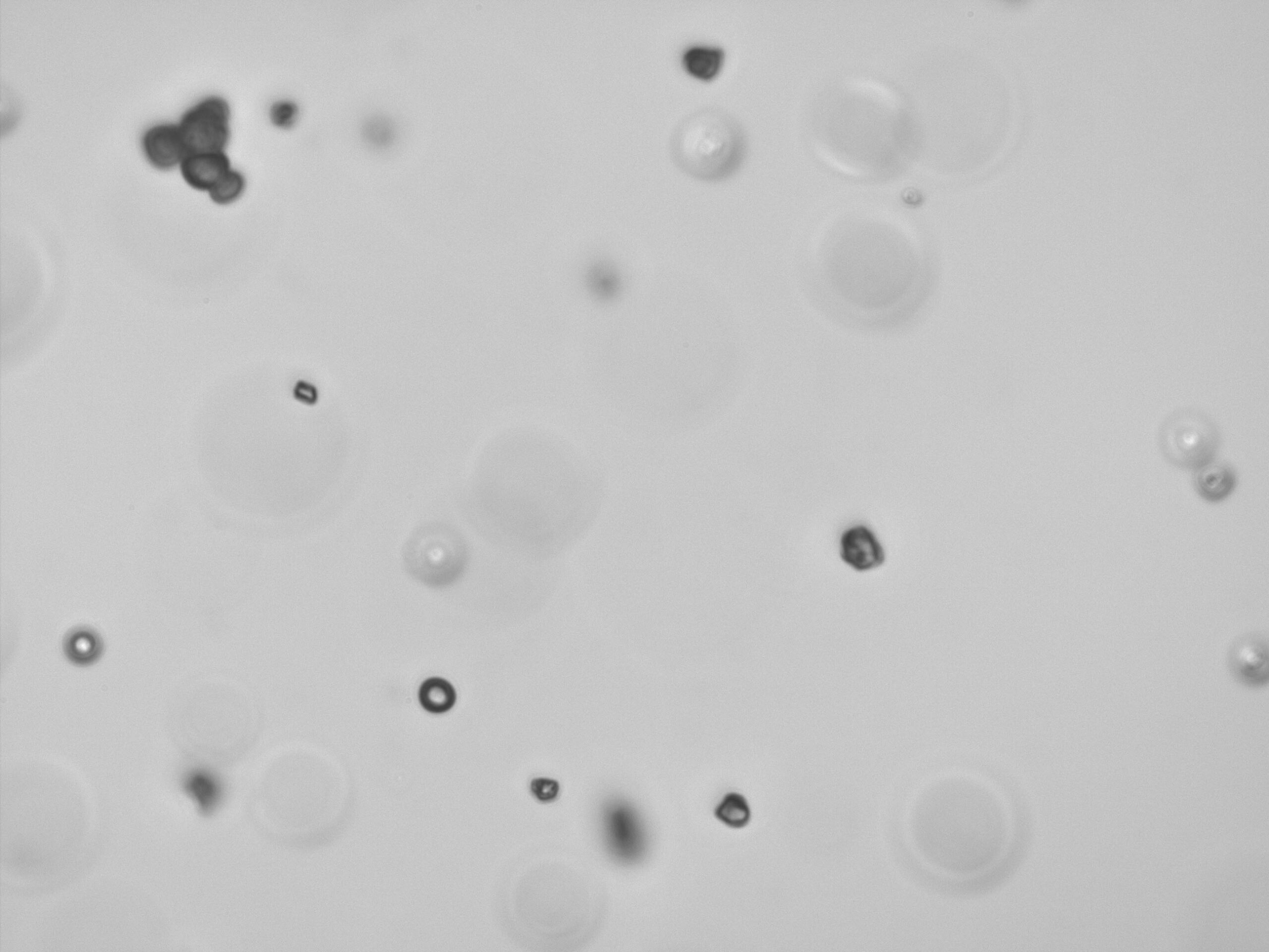 Toner Particles in Flow