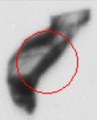 Analyzed thumbnail using equivalent circular diameter