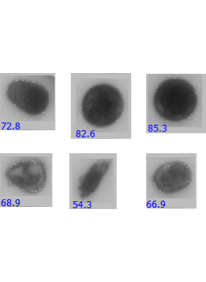 Timothy Pollen