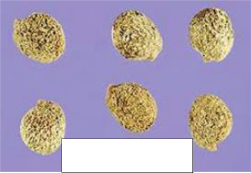 particle size and shape of pollen particles
