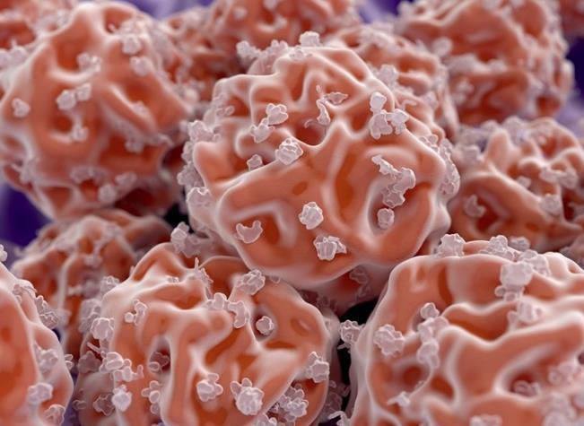 Stem cell identification and classification with dyamic imaging